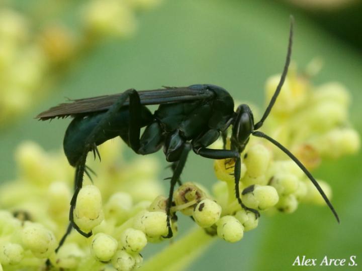 Pepsis mexicana