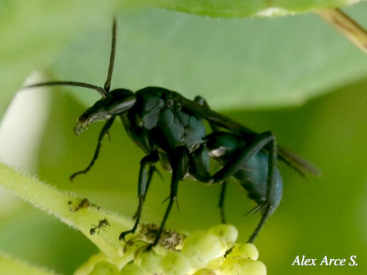 Pepsis mexicana