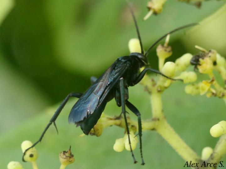 Pepsis mexicana