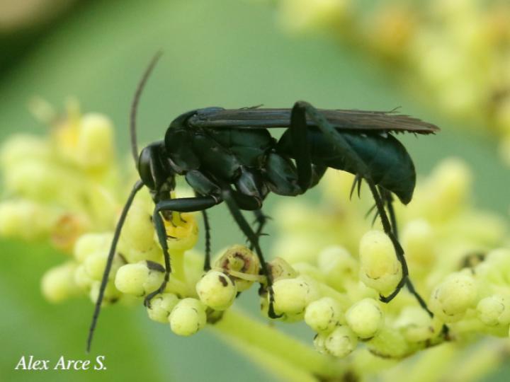 Pepsis mexicana