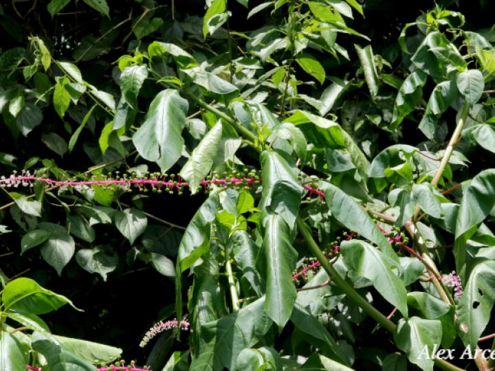 Phytolacca rivinoides