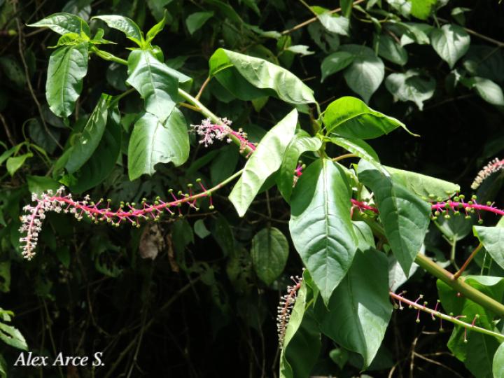 Phytolacca rivinoides