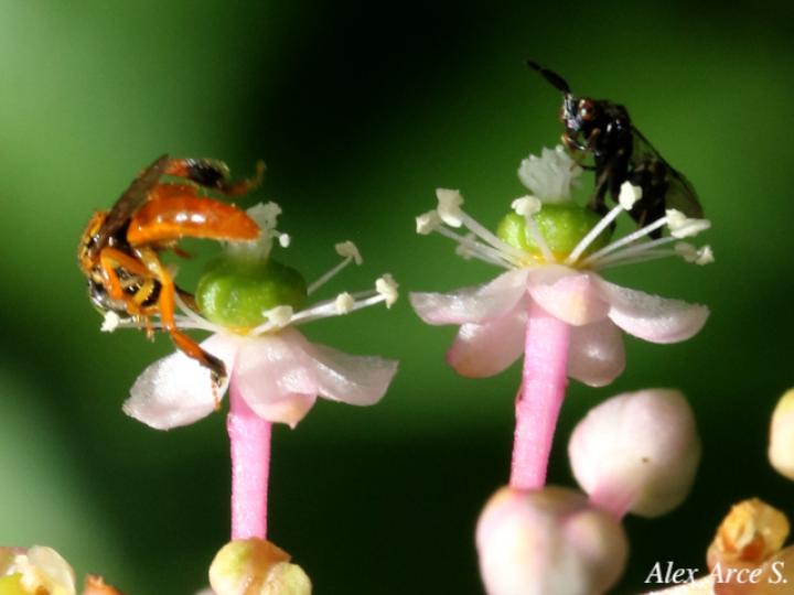Phytolacca rivinoides