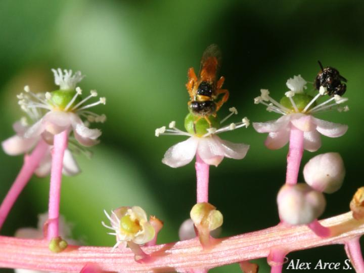 Phytolacca rivinoides