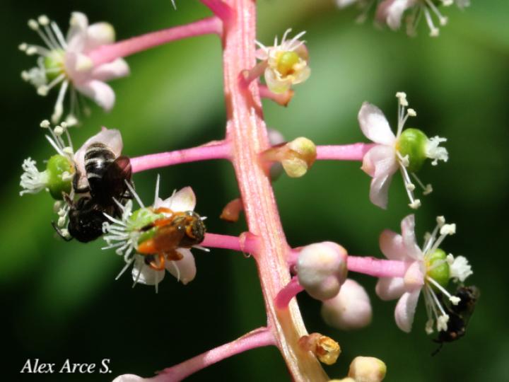 Phytolacca rivinoides