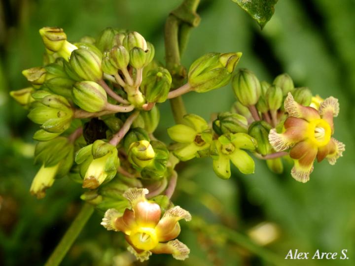 Prestonia portobellensis