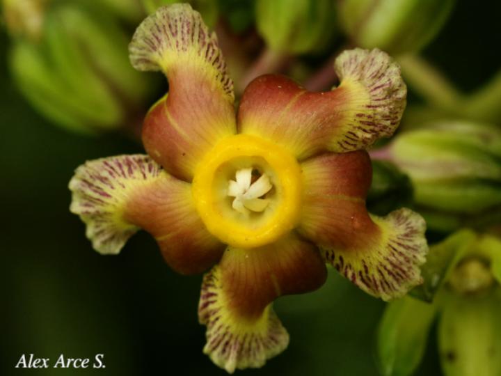 Prestonia portobellensis