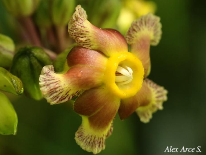 Prestonia portobellensis