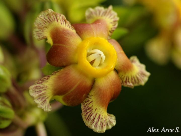 Prestonia portobellensis