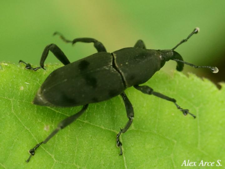 Rhodobaenus cuneatus