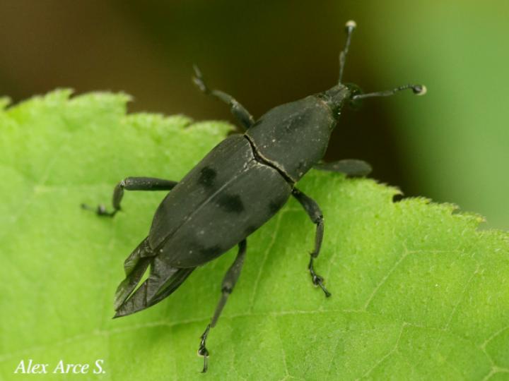 Rhodobaenus cuneatus