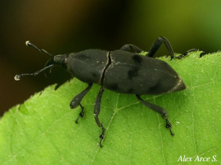 Rhodobaenus cuneatus