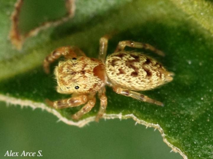 Especie salticidae 09 (Araña saltarina)