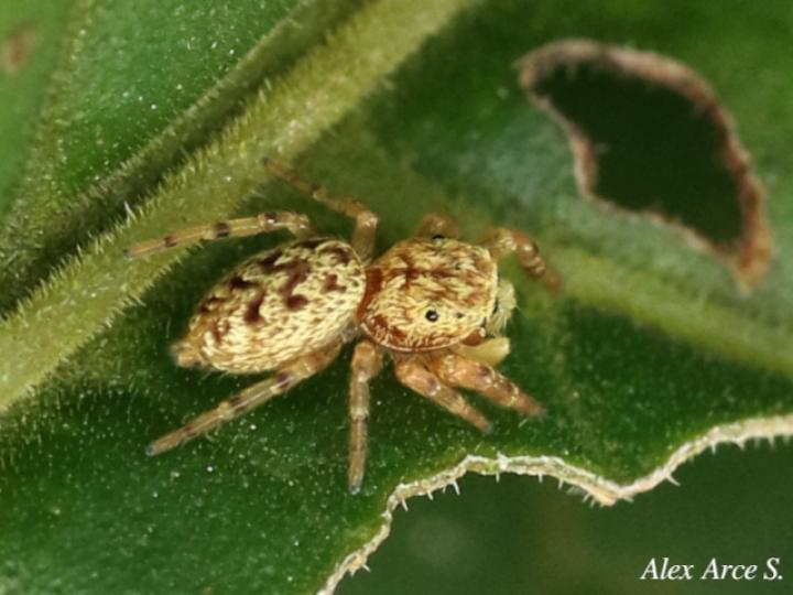 Especie salticidae 09 (Araña saltarina)