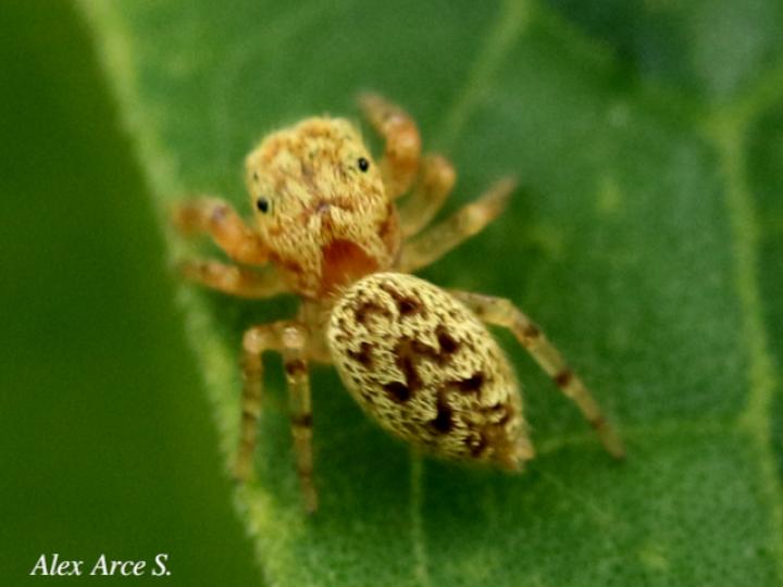 Especie salticidae 09 (Araña saltarina)
