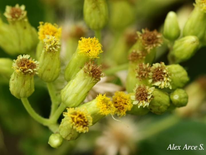 Schistocarpha eupatorioides