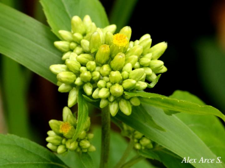 Schistocarpha eupatorioides