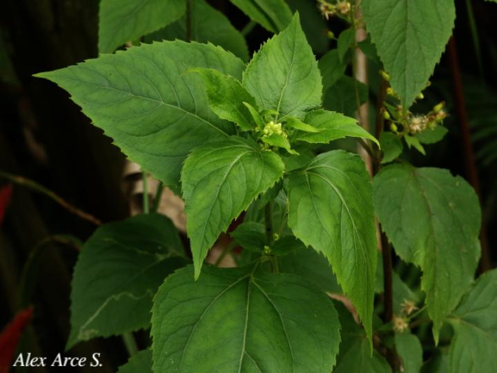 Schistocarpha eupatorioides