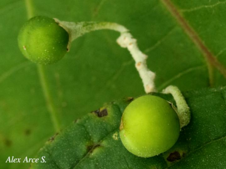 Solanum lepidotum