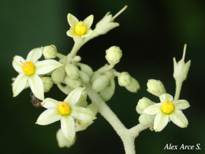 Solanum lepidotum
