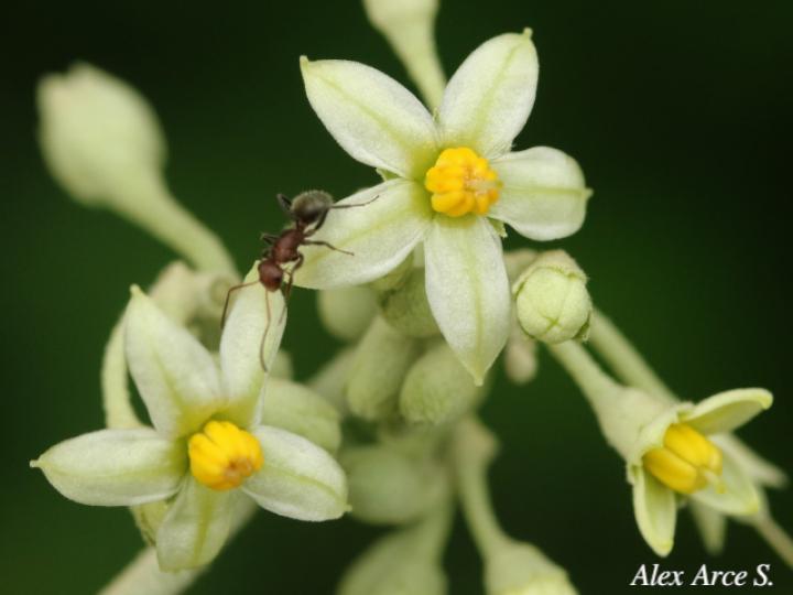 Solanum lepidotum