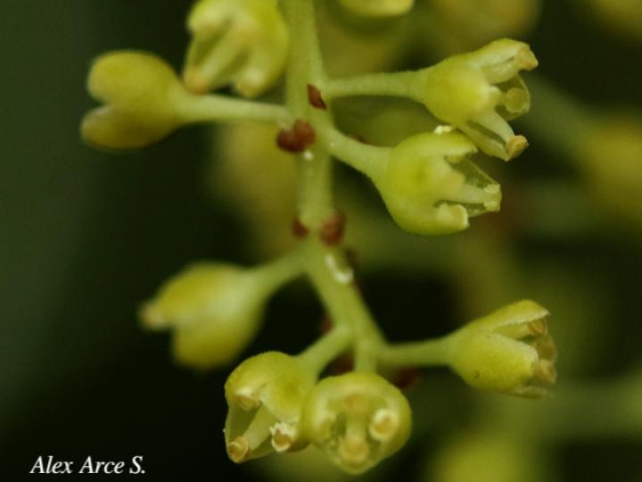 Sorocea affinis