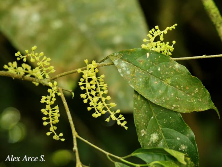 Sorocea affinis