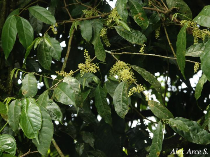 Sorocea affinis