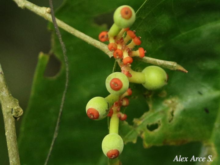 Sorocea affinis