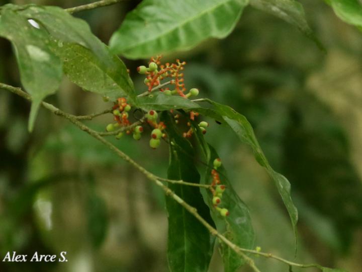 Sorocea affinis