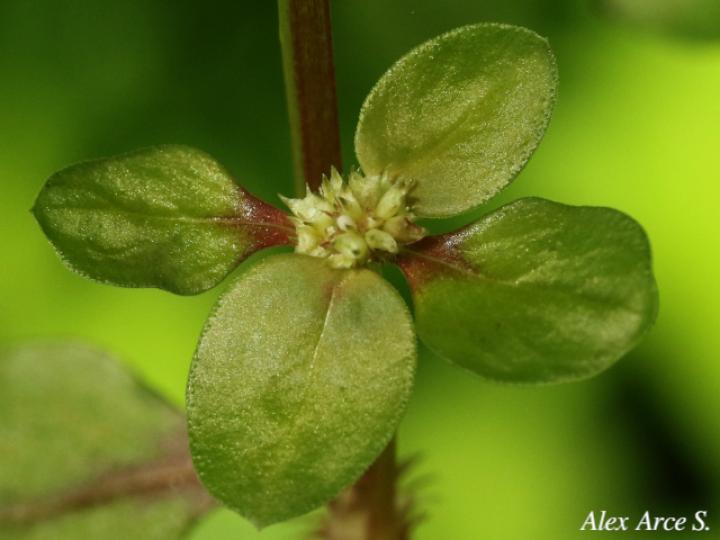 Spermacoce exilis