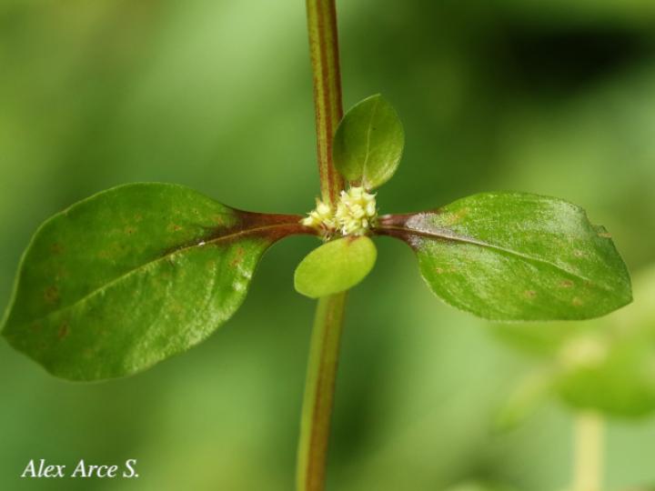 Spermacoce exilis