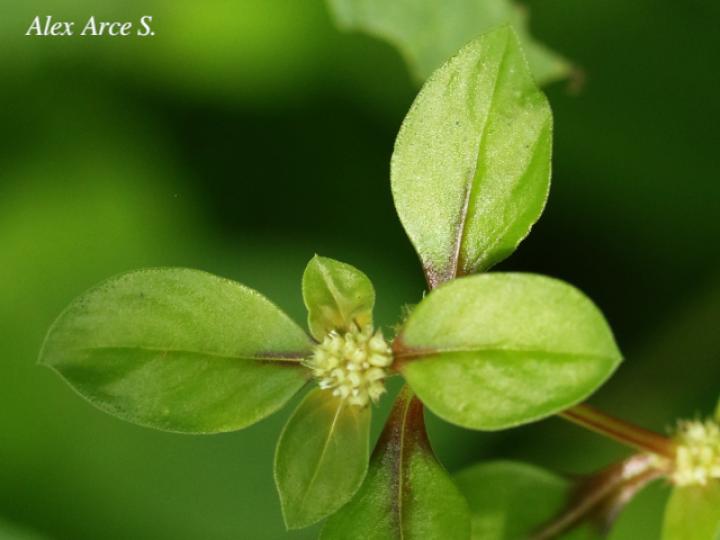 Spermacoce exilis