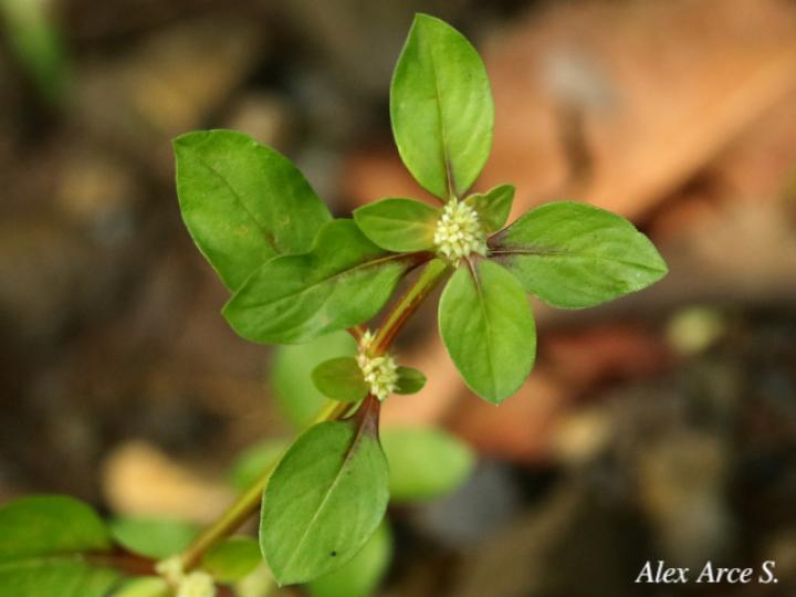 Spermacoce exilis