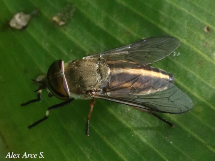 Tabanus subsimilis