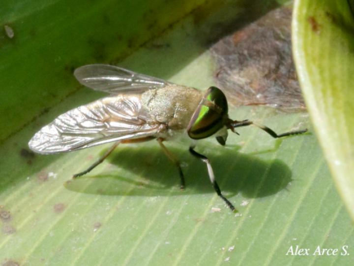 Tabanus subsimilis