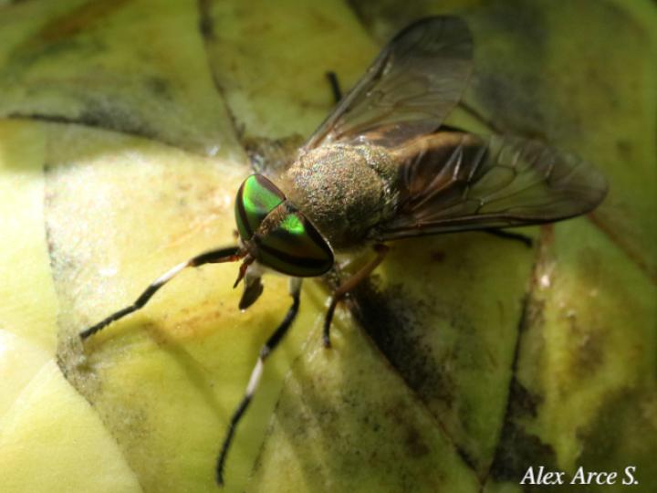 Tabanus subsimilis