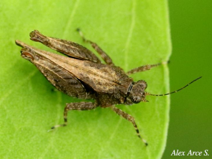 Teredorus aztecus