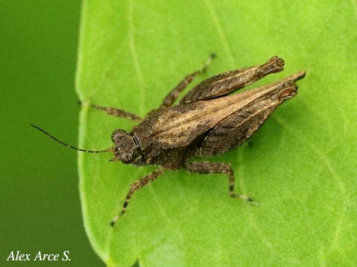 Teredorus aztecus