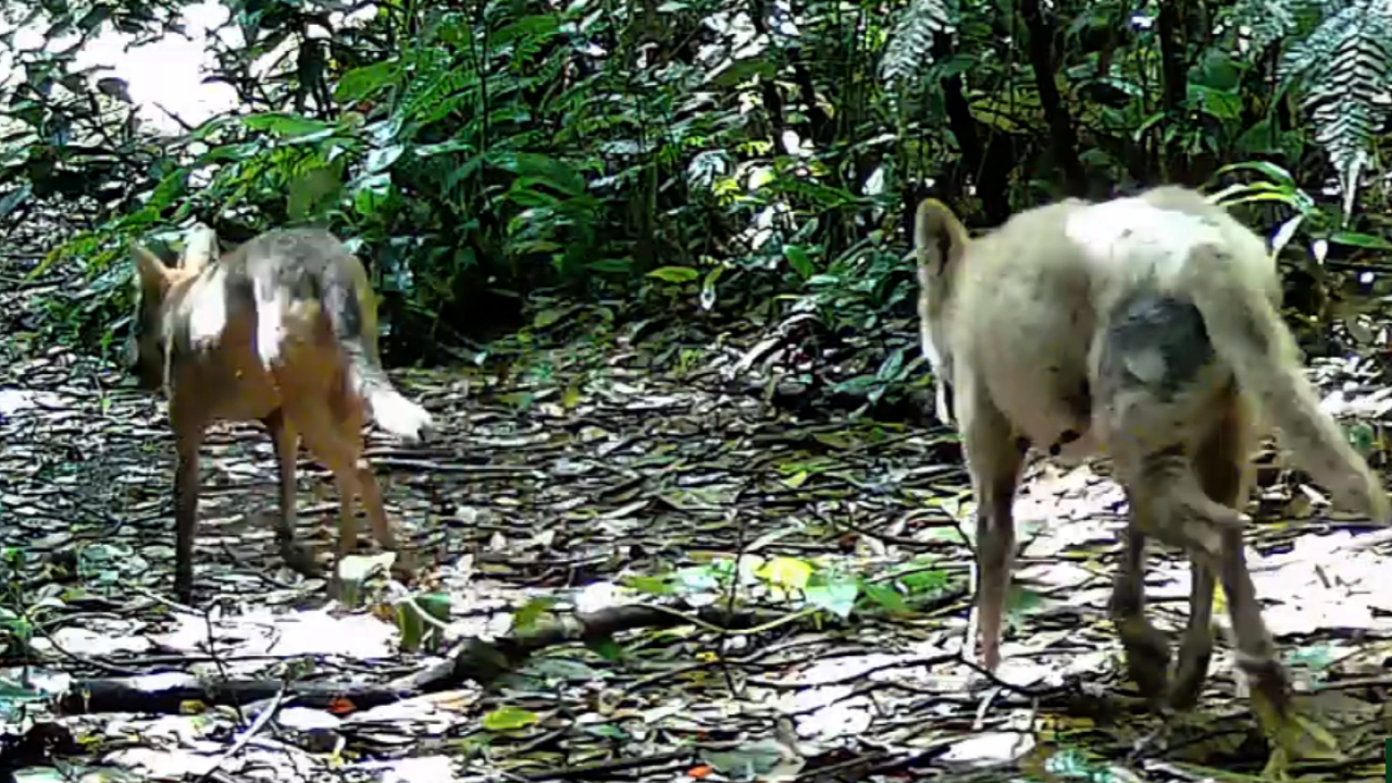 Coyotes (Canis latrans)