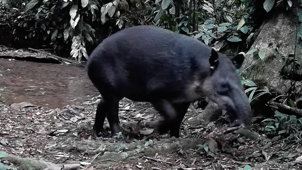 Dantas (Tapirus bairdii)