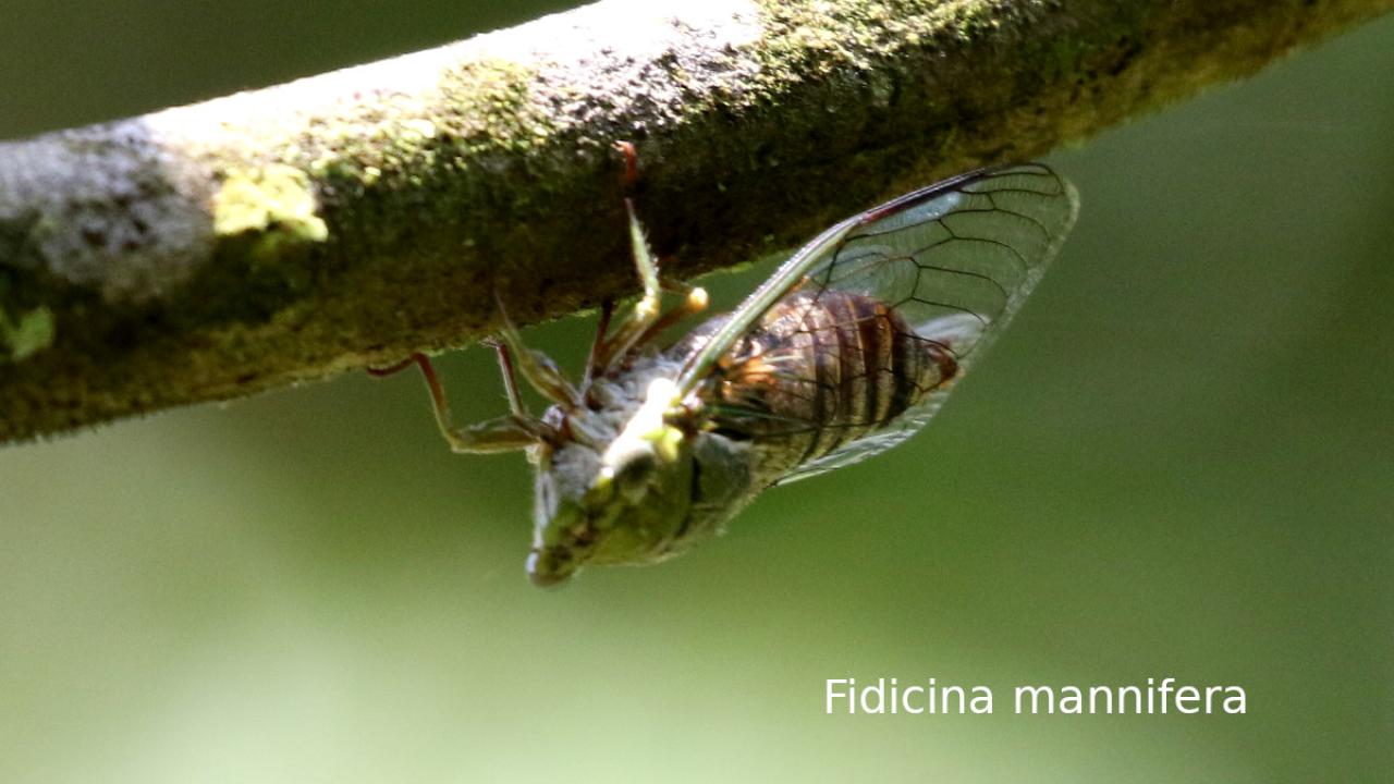 Cigarra Fidicina