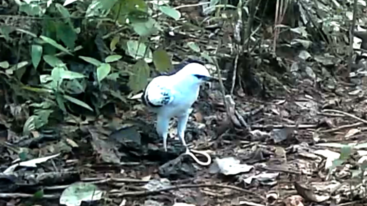 Gavilan Blanco