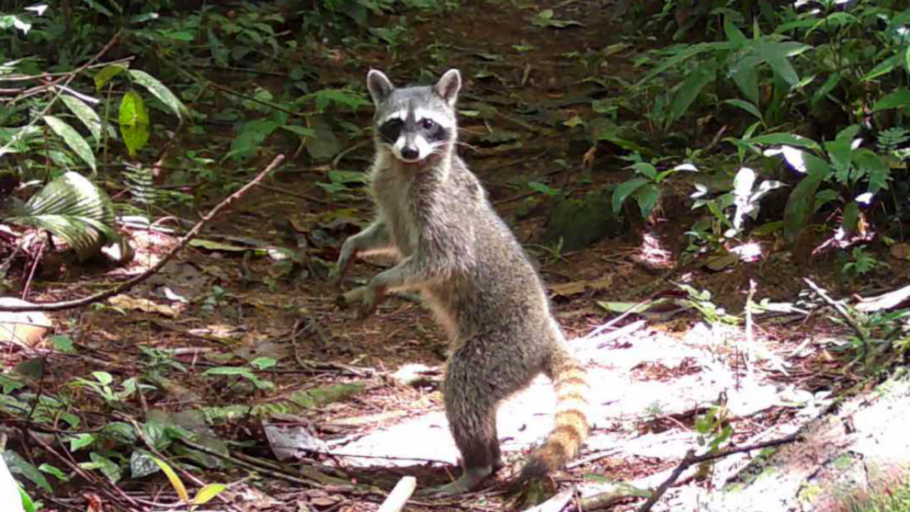Mapaches (Procyon lotor)
