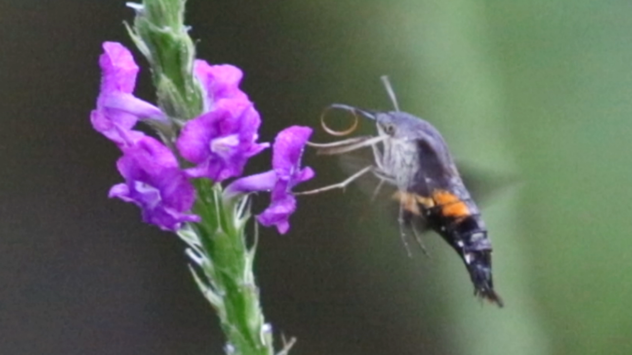 Mariposa colibrí