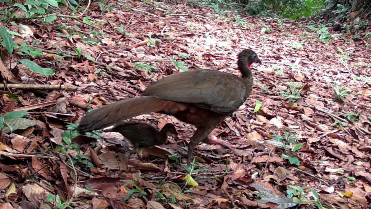 Pava crestada (Penelope purpurascens)
