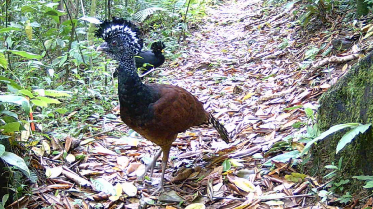 Pavones (Crax rubra)