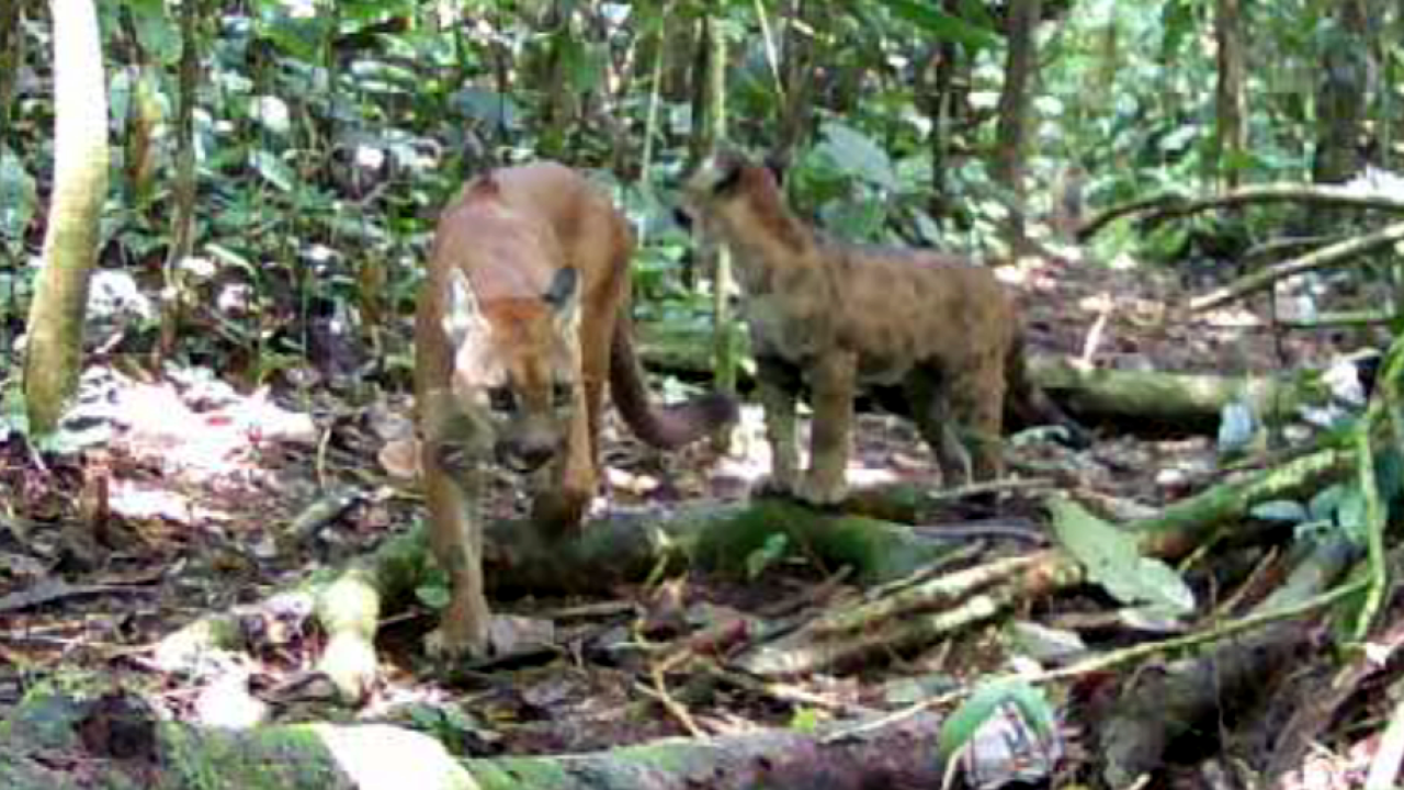 Puma con cachorro