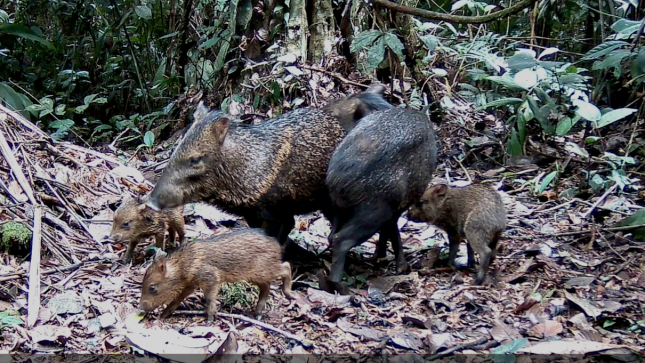 Saínos (Pecari tajacu)
