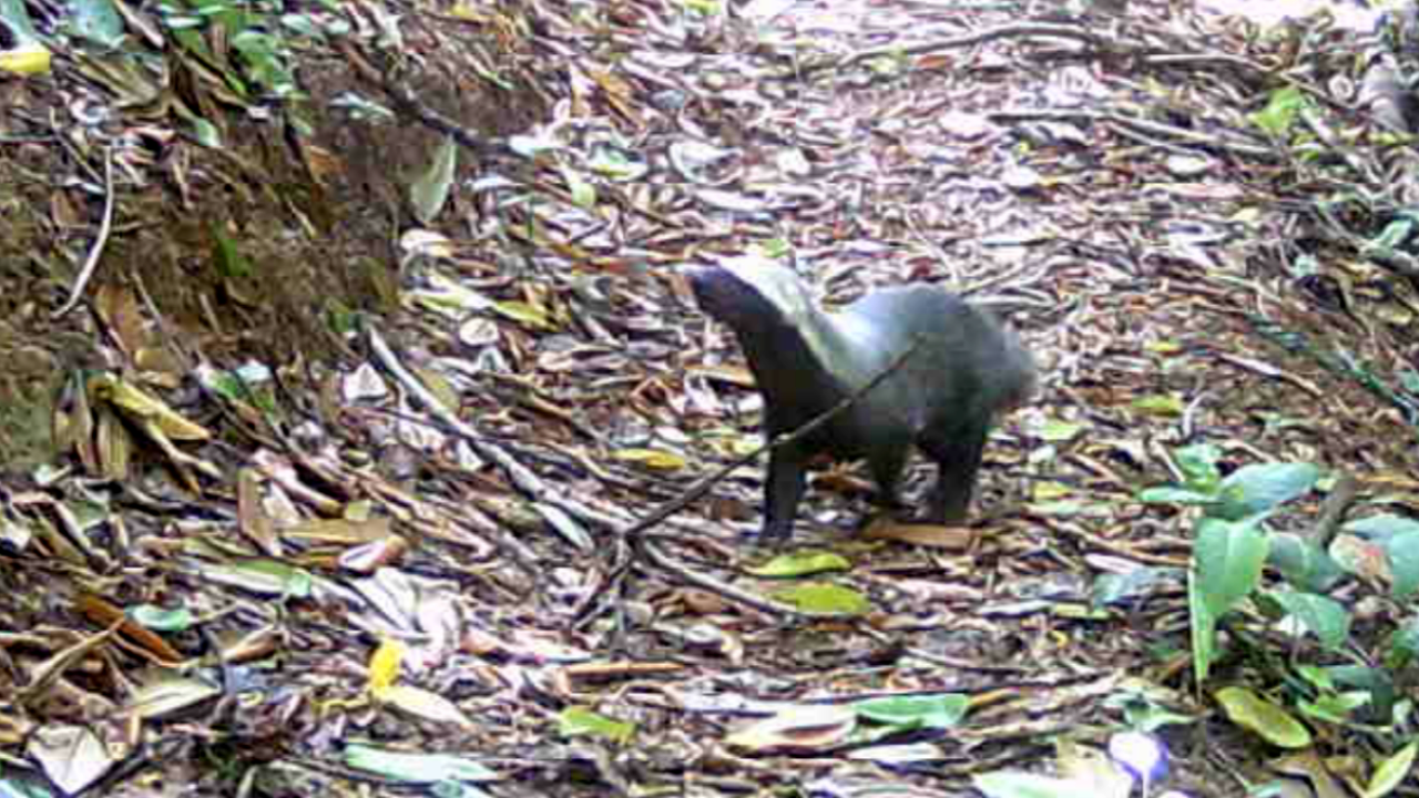 Tejón o grisón (Galictis vittata)